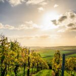 Australian Vineyards