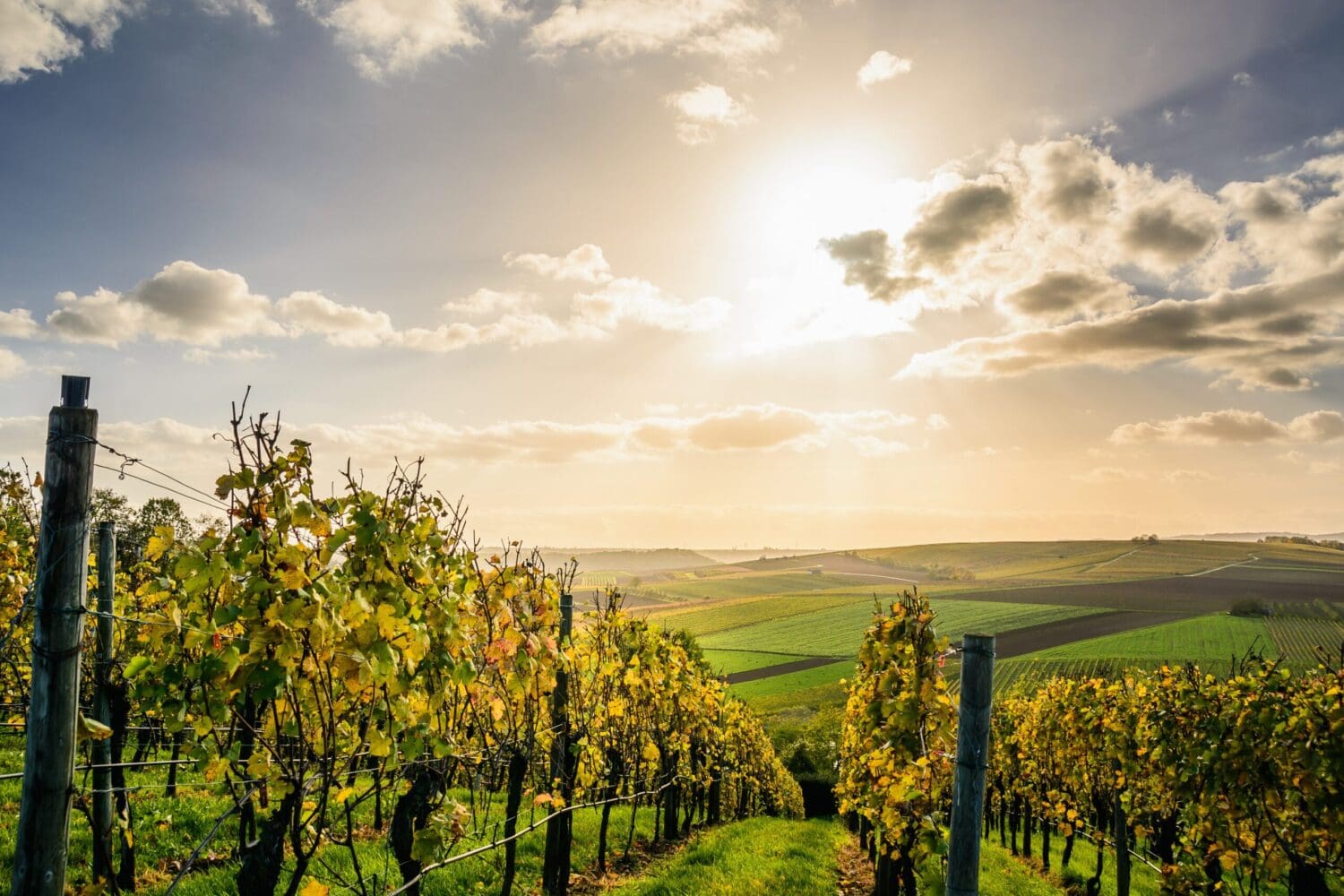 Australian Vineyards