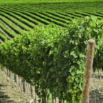 Vineyard