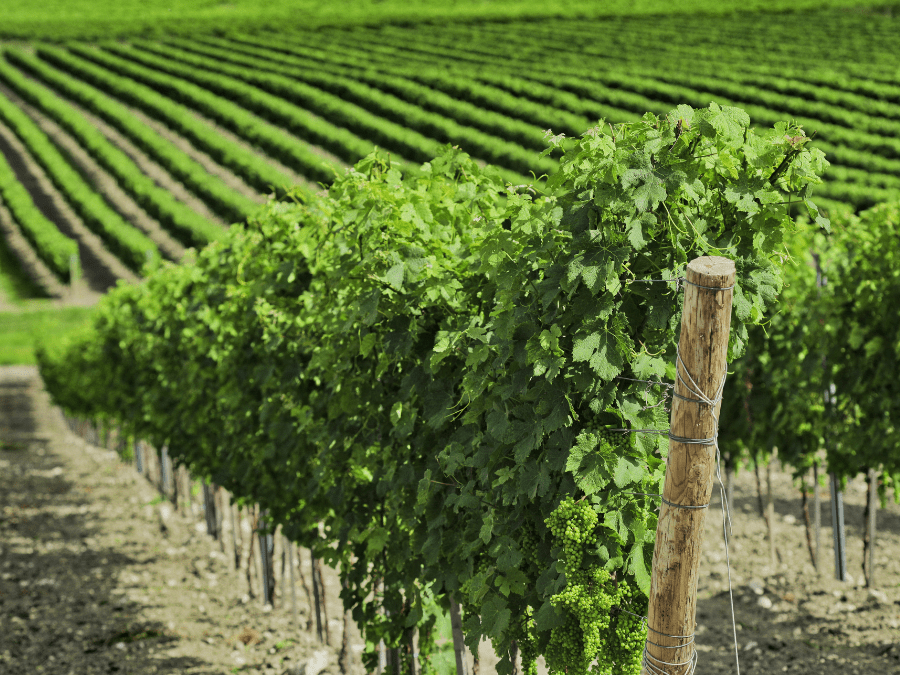 Vineyard
