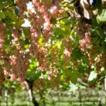 Grapes growing on vines