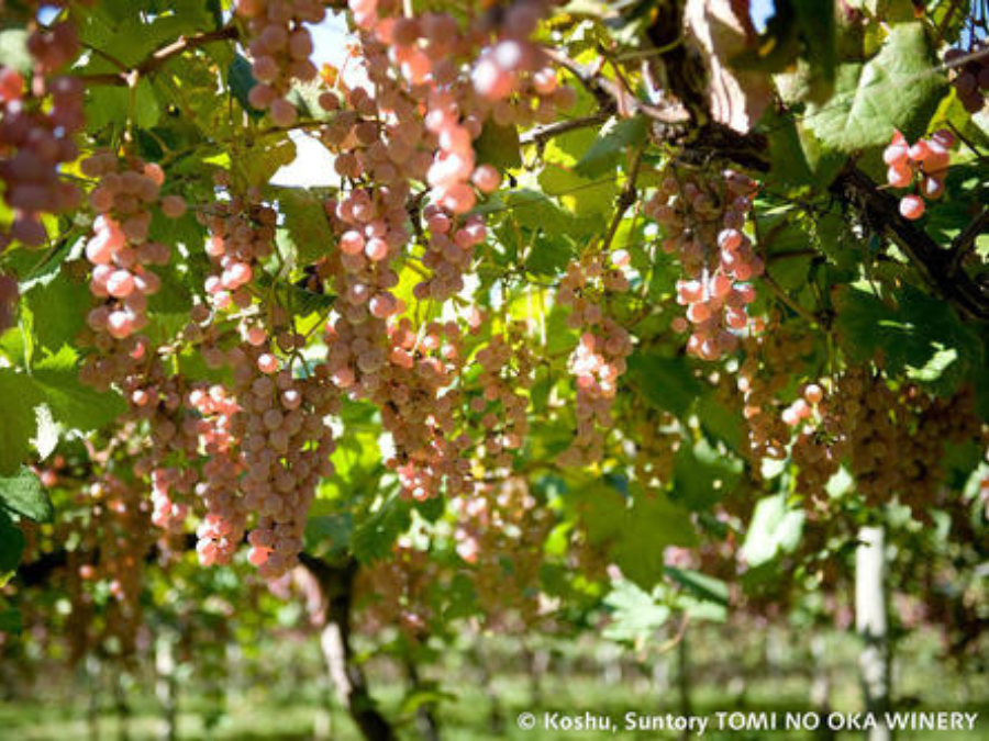 Grapes growing on vines