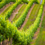Rows of vines