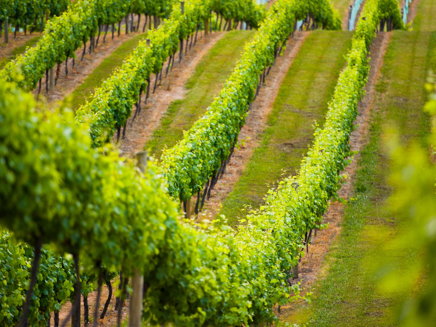 Rows of vines