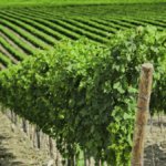 Vineyard