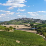Vineyards in Sancerre, France