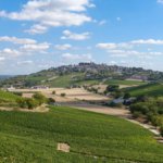 Vineyards in Sancerre, France