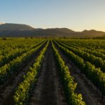 Vineyards in South Africa's Western Cape