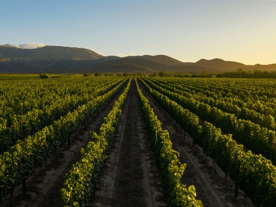 Vineyards in South Africa's Western Cape
