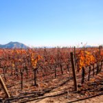 Concha y Toro vineyards in Chile