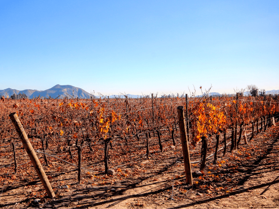 Concha y Toro vineyards in Chile