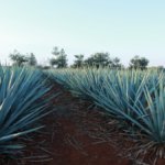 Agave field in Mexico
