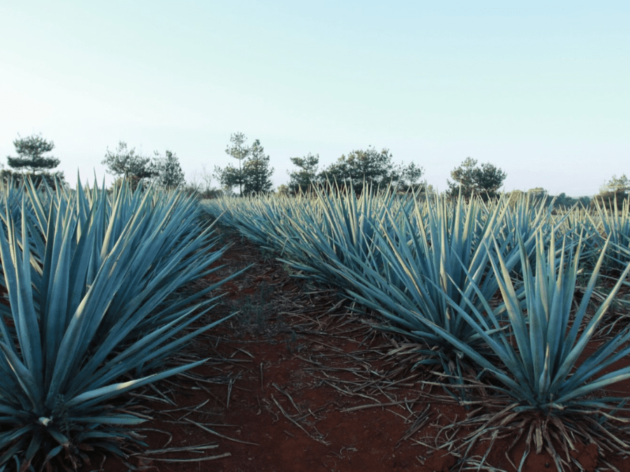 Agave field in Mexico