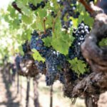 Grapes growing on vines in Central Greece