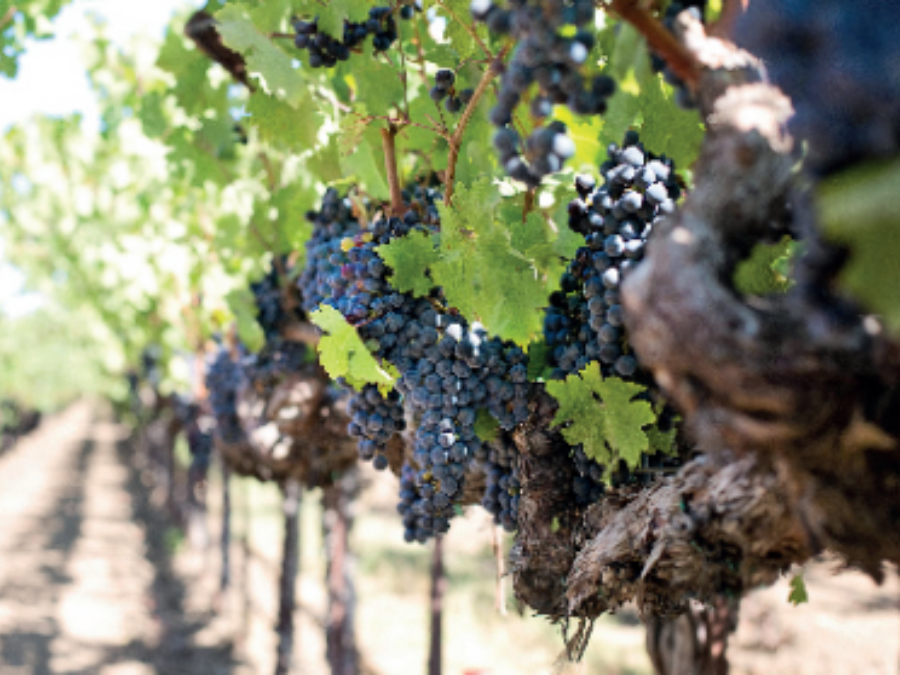 Grapes growing on vines in Central Greece