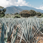 Agave plants in Mexico