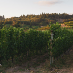 Vineyards
