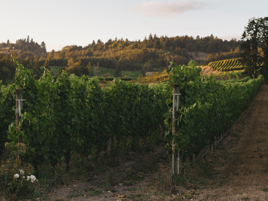 Vineyards