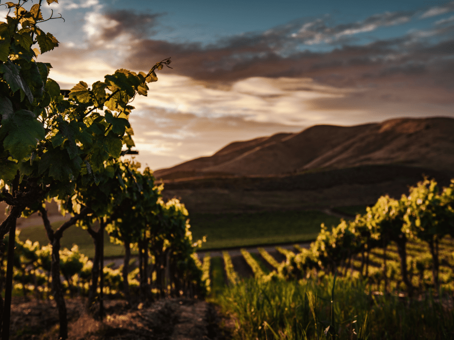 Vineyards in California