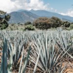 Agave plants in Mexico