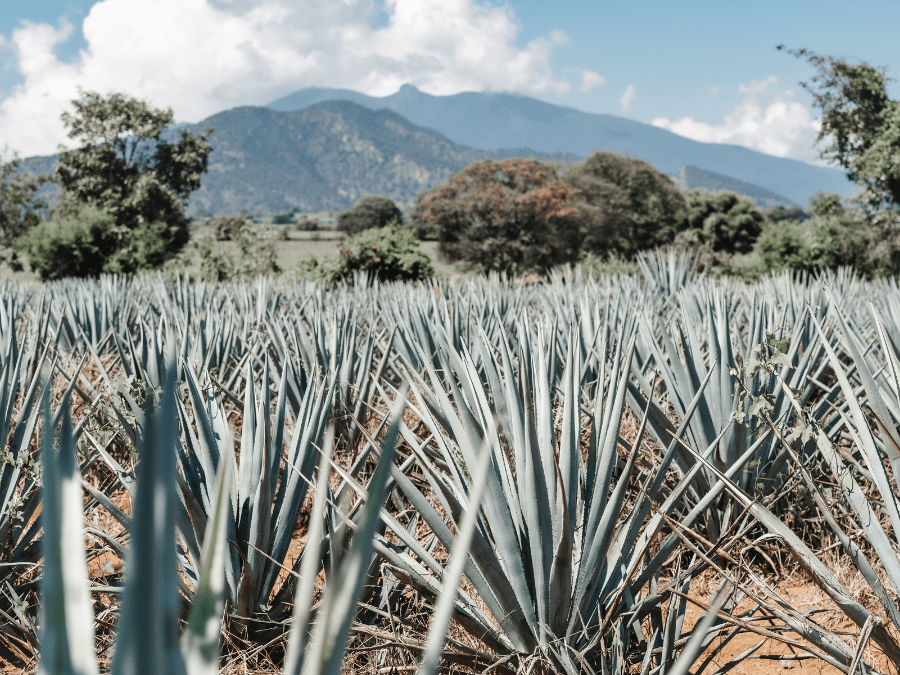Agave plants in Mexico