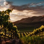 Vineyards in California