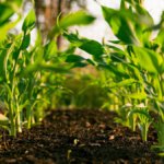 Plants growing in soil