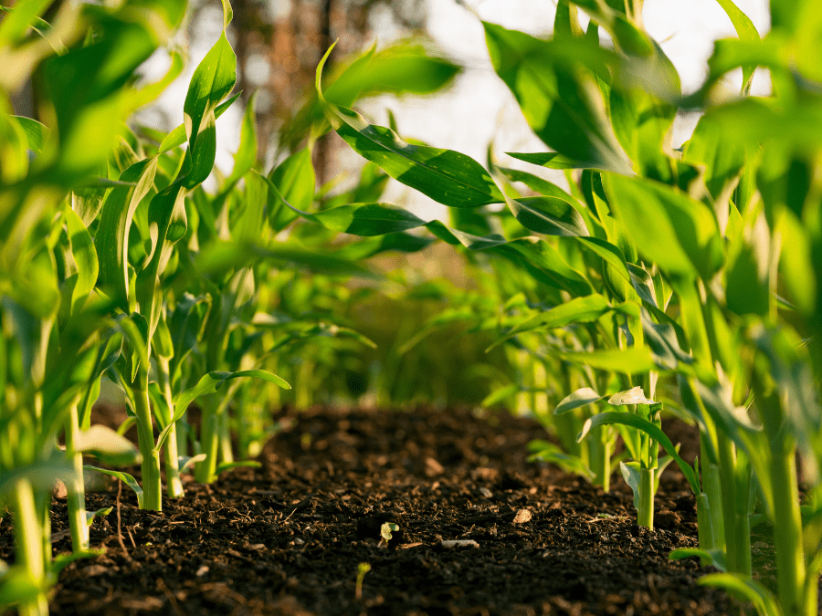 Plants growing in soil