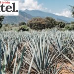 Agave fields in Mexico
