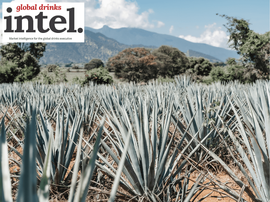 Agave fields in Mexico