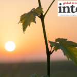 Vineyards in sunset