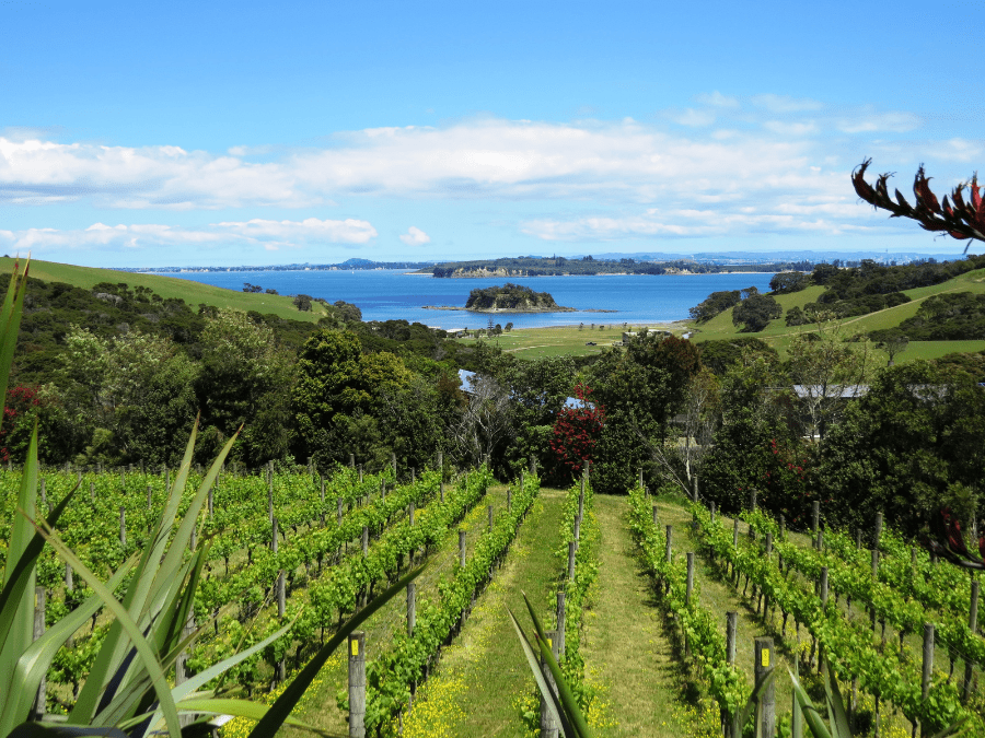 Cable Bay Vineyard in Auckland