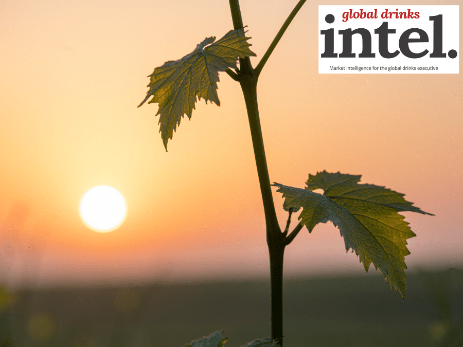 Vineyards in sunset