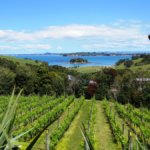 Cable Bay Vineyard in Auckland
