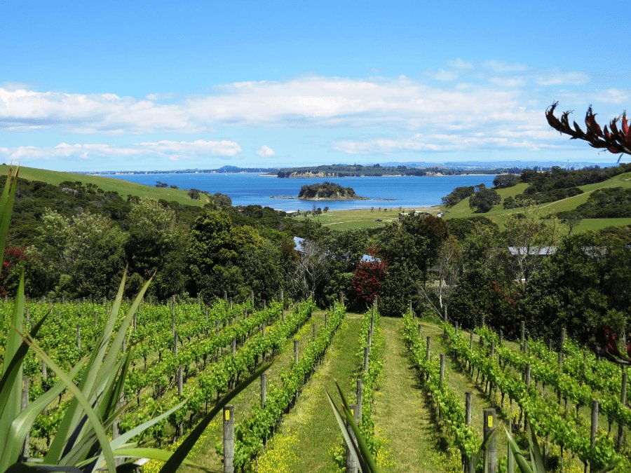 Cable Bay Vineyard in Auckland