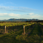 Vineyards in New South Wales, Australia