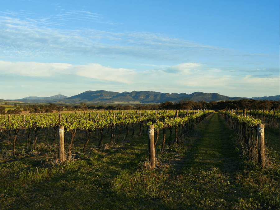 Vineyards in New South Wales, Australia