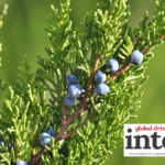 Juniper berries on the branch