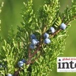 Juniper berries on the branch