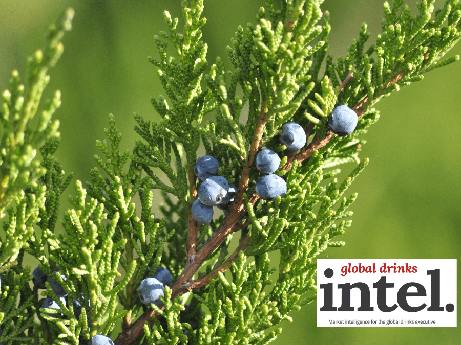 Juniper berries on the branch