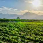 Winery in Helan Mountain's East Foothill wine region in China