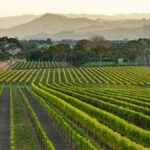 Vineyard in New Zealand