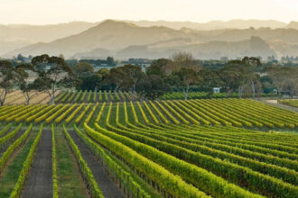 Vineyard in New Zealand