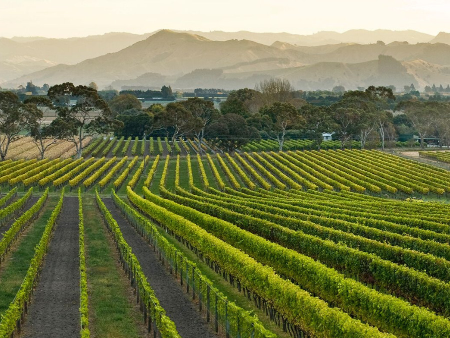 Vineyard in New Zealand