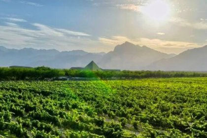 Winery in Helan Mountain's East Foothill wine region in China