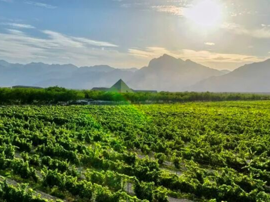 Winery in Helan Mountain's East Foothill wine region in China