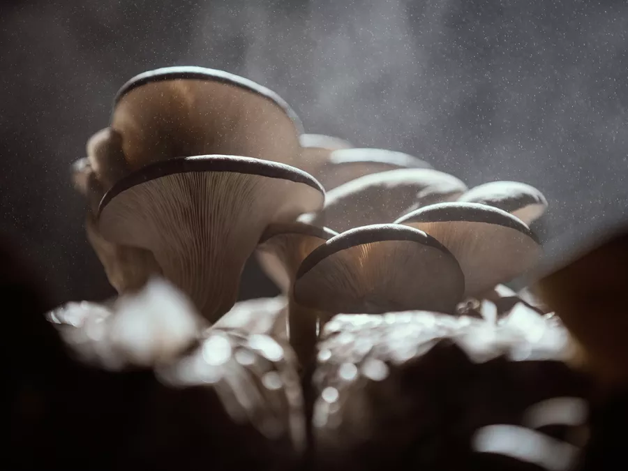 Pleurotus ostreatus mushroom