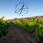 Vina Amelia vineyards with logo