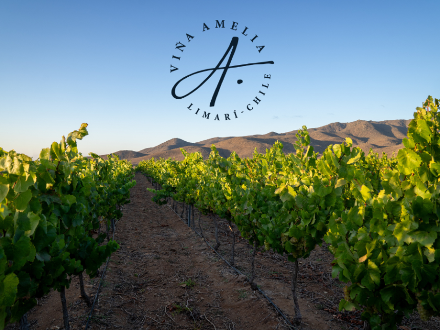 Vina Amelia vineyards with logo