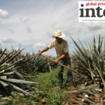 A man working in an agave field
